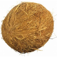 Brown Coconut ( Nariyal ) 1 Pic